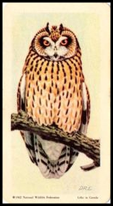 48 Short eared Owl
